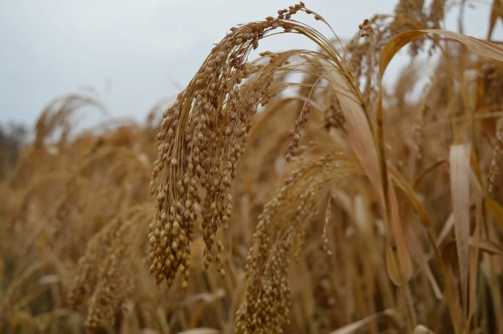 Millet Farming sufo foods