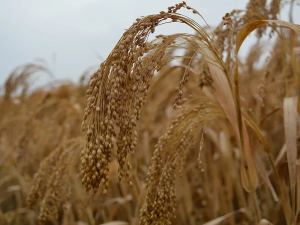 Millet Farming sufo foods